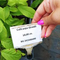 Каликарпа, Callicarpa Giraldii, снимка 7 - Градински цветя и растения - 43273700
