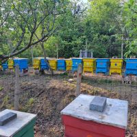 Пчелни отводки система Дадан Блат, снимка 1 - За пчели - 45384110