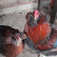Араукана Araucana яйца кокошки пилета , снимка 4 - Кокошки и пуйки - 45126134