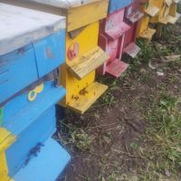 Пчелни отводки, снимка 1 - Други - 45855375