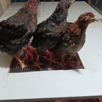 Продавам пилета , снимка 2 - Кокошки и пуйки - 45354796