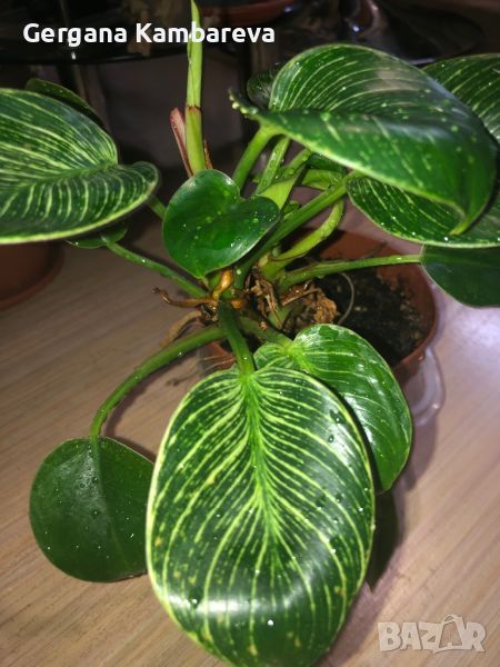 Philodendron Birkin , снимка 1