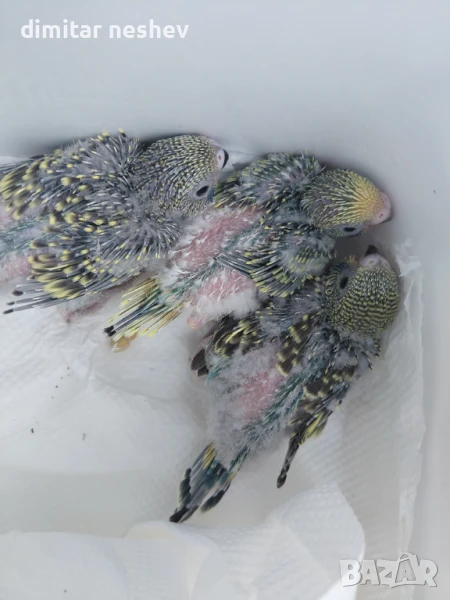 Ръчно хранени вълнисти папагали , снимка 1