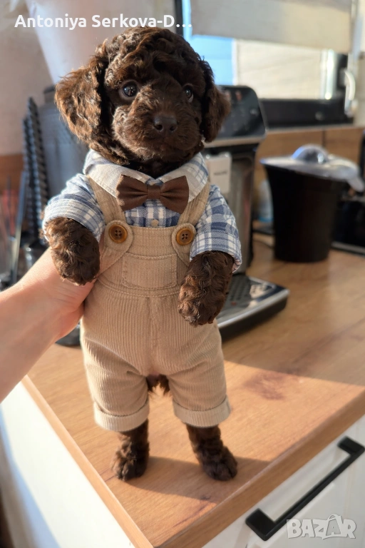 Пудел Мини/Poodle Mini, снимка 1