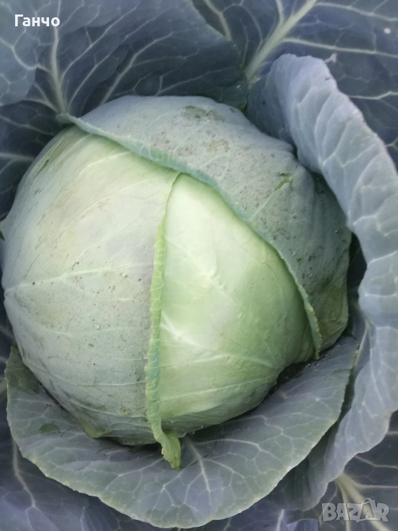 Зеле, КЬОСЕ,, снимка 1