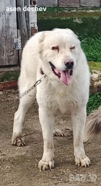 продавам мъжки алабай , снимка 1