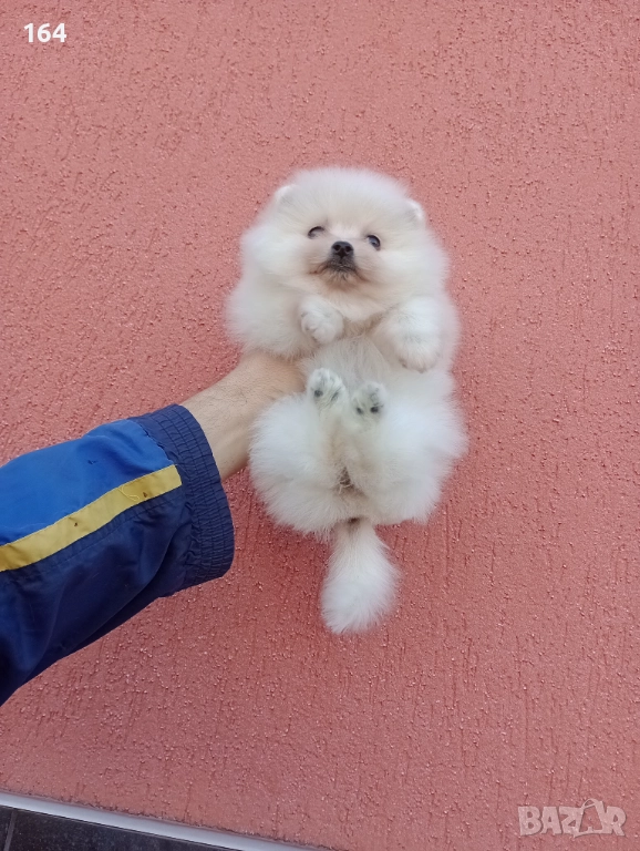 Женски Померан. Реални снимки от 30.11.25 г. , снимка 1