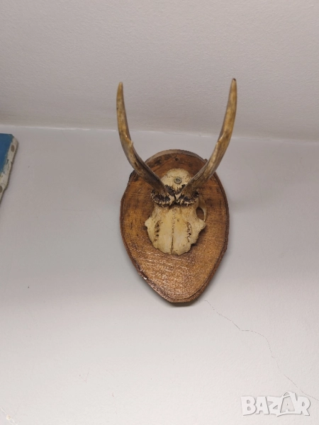 Ловен трофей срандак. , снимка 1