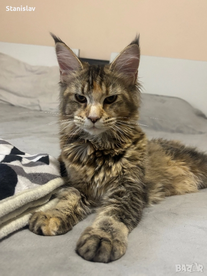  Котенца Мейн Куун, снимка 1