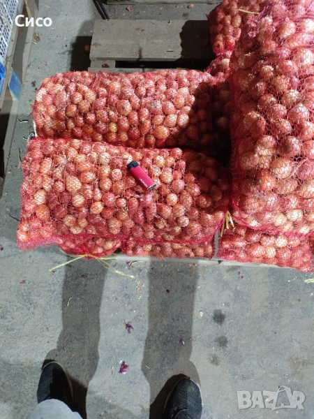 БАЛУЧКА за зелен лук , снимка 1