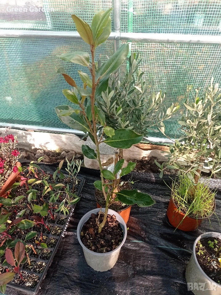 Магнолия Градифлора, снимка 1