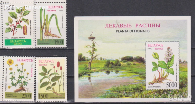 Чисти марки и блок Флора Лечебни растения Билки 1996 от Беларус, снимка 1