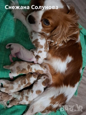 Продавам кучета порода, Кавалер Кинг Чарлсшпаньол. С паспорт и имунизаций. на два месеца са!, снимка 3 - За кучета - 53411631