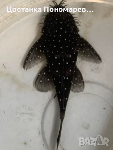  Brilliant Bristlenose Pleco L107 /  Анцитрус Л107, снимка 3 - Рибки - 46539101