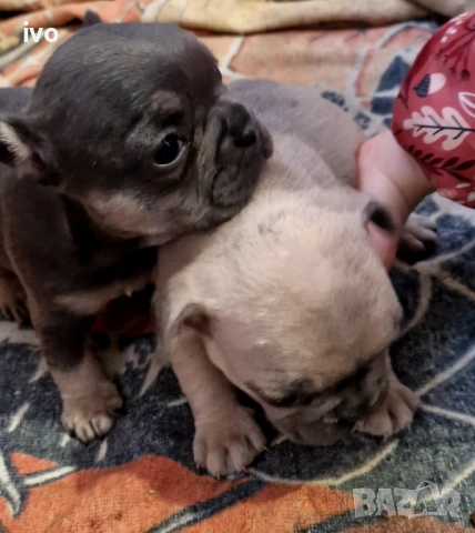 Френски булдочета, снимка 2 - Френски булдог - 52490080