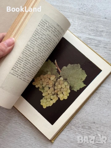 Определител на сортовете лози Атанас Дончев , снимка 7 - Художествена литература - 50952075