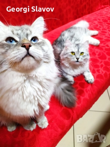 Сибирски котета