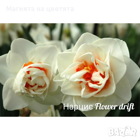 Кичести нарциси 10 сорта, снимка 2 - Градински цветя и растения - 51659641