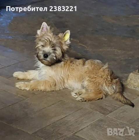 Продавам куче , снимка 6 - Други - 53634313