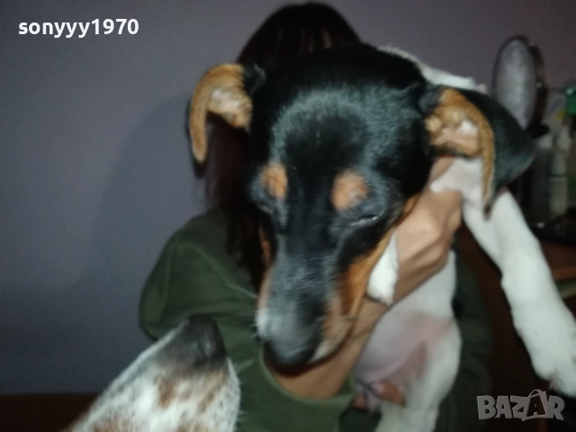 ДЖАК РЪСЕЛ-БЕБЕ 0112251627, снимка 3 - Джак ръсел териер - 52614774
