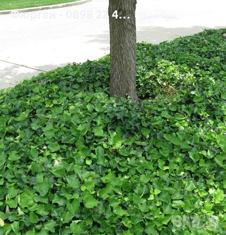 Бръшлян - Хедера обикновен (Hedera), снимка 2 - Разсади - 51007753
