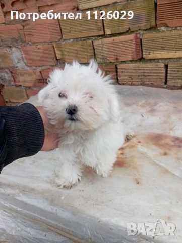 Малтийска болонка , снимка 2 - Болонка - 53213143