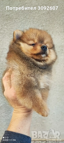 Момчета и момичета , снимка 5 - Померан - 52646606