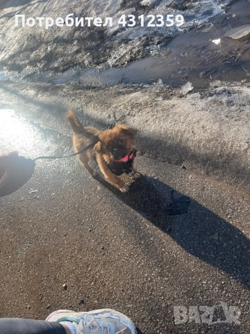 Пекинез с всички ваксини,чип и паспорт, снимка 4 - Пекинез - 53846442