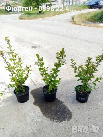 Лагерстремия - индийски люляк Налични 6 цвята , снимка 2 - Разсади - 41067069