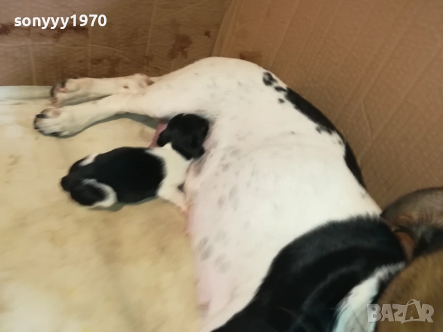 ДЖАК РЪСЕЛ БЕБЕТА-УНИКАЛНИ СЛАДУРИ 2908251855, снимка 15 - Джак ръсел териер - 51536957