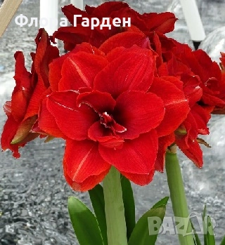 Луковици Амарилис, Хипеаструм, снимка 2 - Сортови семена и луковици - 52256523