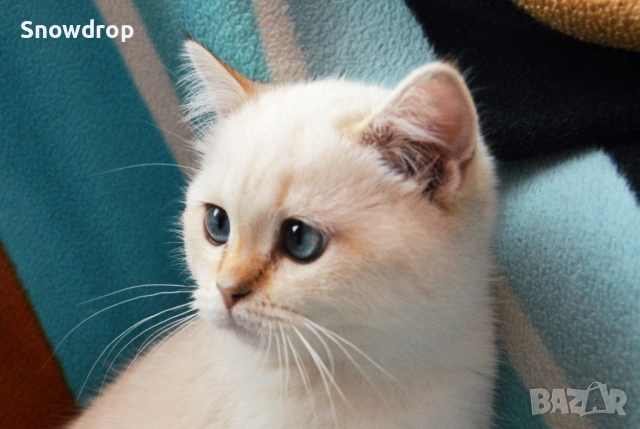 Сребърна чинчила, британска късокосместа, снимка 4 - Британска късокосместа - 53139841