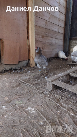 Оплодени яйца от Араукана, снимка 12 - други­ - 48810608