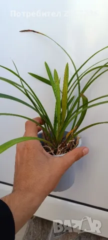 Cymbidium, снимка 2 - Стайни растения - 47725968