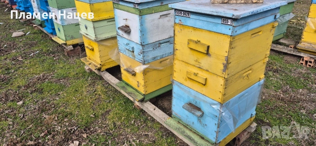 Пчелни семейства със сандъци!, снимка 7 - Други животни - 53084236
