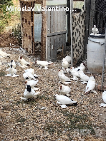 шмалкалденски монахини, снимка 3 - Гълъби - 52795046