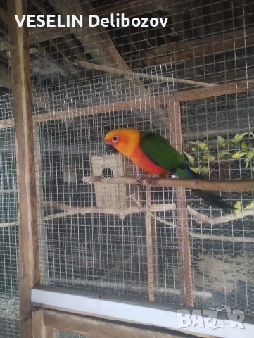 продавам папагали 
