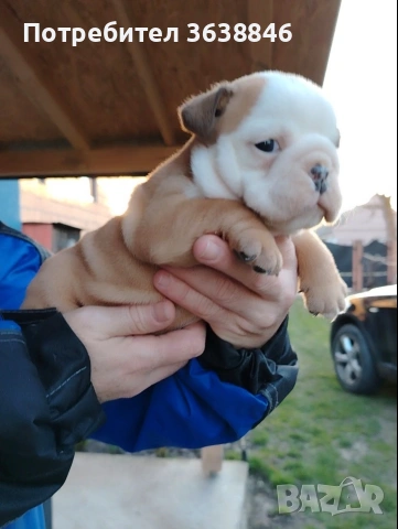 Английски булдог, снимка 2 - Английски булдог - 53704609