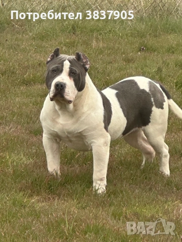 Американско були Хл , снимка 3 - Други - 54244745