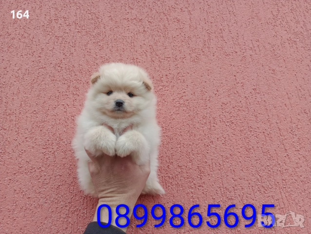 Бели и кремави мъжки Шпицлета. , снимка 4 - Померан - 53902073