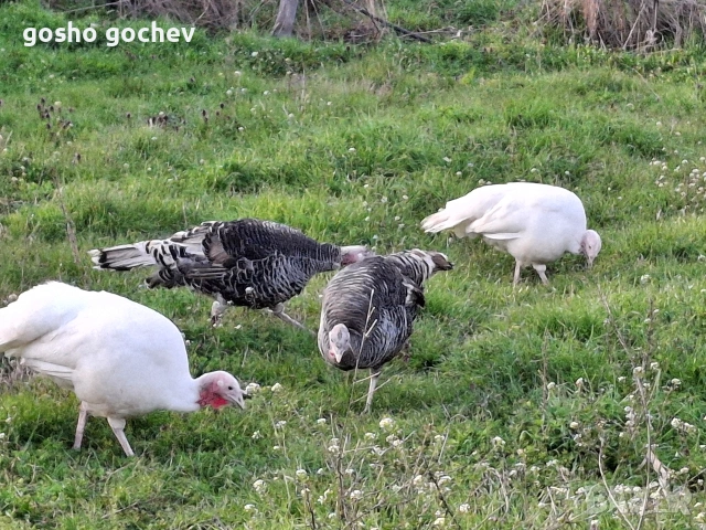 Домашни пуйки и пуяци, снимка 2 - Кокошки и пуйки - 53881631