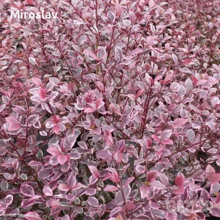 Магически Дракон, снимка 2 - Градински цветя и растения - 53906060