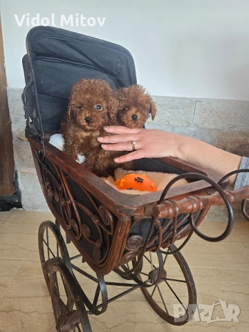 Тийкъп Пудел момичета 