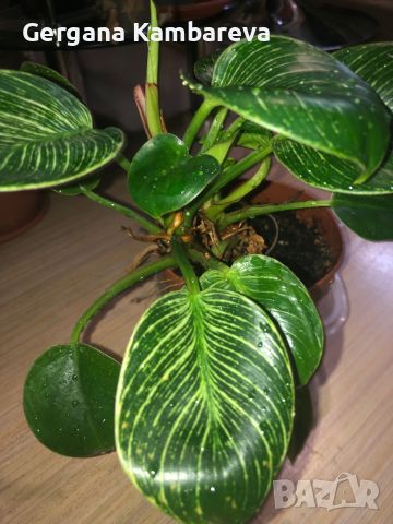 Philodendron Birkin , снимка 1 - Стайни растения - 46773071