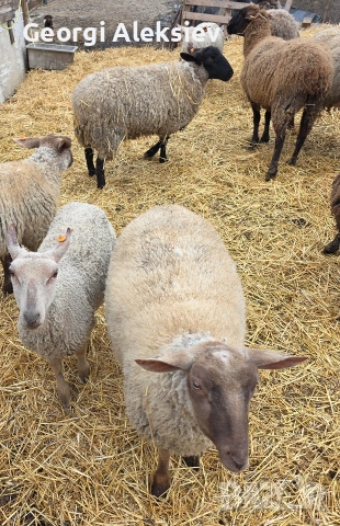 20 броя млади овце от месодайни породи, снимка 10 - Овце - 53854265