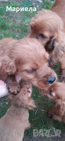 кокери , снимка 5 - Кокер шпаньол - 53399551