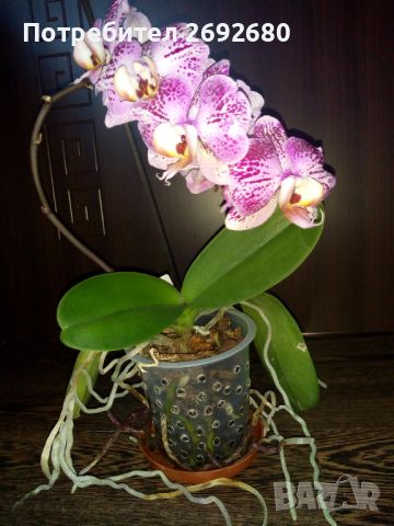 Орхидеи с два цветоноса, снимка 1 - Стайни растения - 45097417