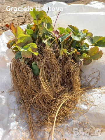 Продавам качествен разсад ягоди сорт  целогодишен мурано албион, снимка 10 - Градински цветя и растения - 54007042