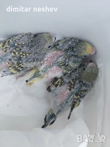 Ръчно хранени вълнисти папагали , снимка 1