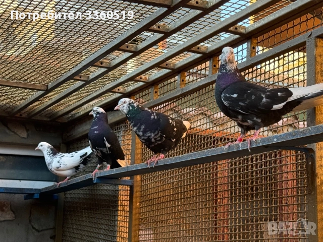 Гълаби неврени и лимонки, снимка 4 - Гълъби - 50813378